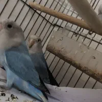 طوطی برزیلی|پرنده|قدس, شهرقدس|دیوار