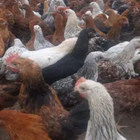 خروس ومرغ زنده مشکی و سفید برای قربانی