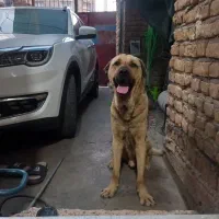 سگ پژدر|سگ|اسلام‌‌آباد غرب, |دیوار