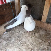 کبوتر دم بادمجانی|پرنده|میانه, |دیوار