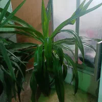 گل موزی بزرگ|گل و گیاه طبیعی|کرمان, |دیوار