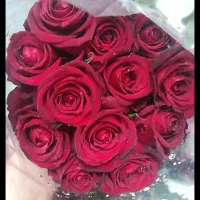 گل رز قرمز هلندی و ایرانی اقتصادی تعداد