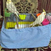 عروس هلندی