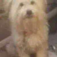 سگ پاکوتاه معاوضه  1500 تومان