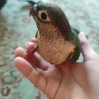 جوجه گرینچیک سرلاکی کاملا رام|پرنده|ری, شهادت|دیوار