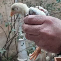 جوجه لاری اصیل|حیوانات مزرعه|صومعهسرا, |دیوار