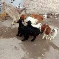 بزغاله اوتاخ|حیوانات مزرعه|مشگین شهر, |دیوار