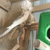 طوطی عروس آلبینو دوکت|پرنده|نظرآباد, رسالت|دیوار