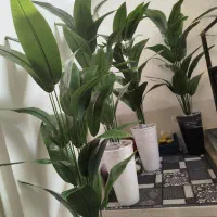 گل ها مصنوعی قد یک متر و ۶۰