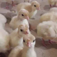 فروش جوجه بوقلمون بیوتی و برنز زیر قیمت شرکت