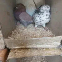 یک جفت کبوتر حمال