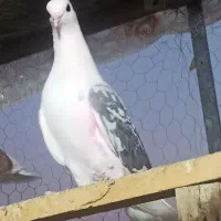 کبوتر گمشده