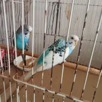 مرغ عشق جفت|پرنده|قوچان, |دیوار