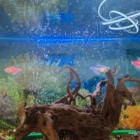 آکواریوم شیشه خم