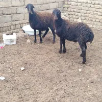 دوراس بره ماده هترو