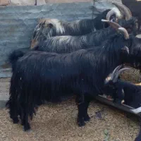 چپش نر|حیوانات مزرعه|اندیمشک, |دیوار