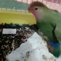 طوطی برزیلی