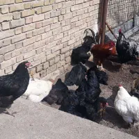 تزریقات مرغ