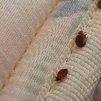 سمپاشی ساس پاکدشت سم پاشی سوسک« پاک »۱۰۰٪تظمینی|خدمات نظافت|پاکدشت, پاکدشت (مامازند)|دیوار