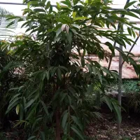 گل امستر کینگ|گل و گیاه طبیعی|رشت, دروازه لاکان|دیوار