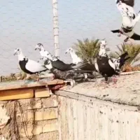 سلام عشق بازی عزیز