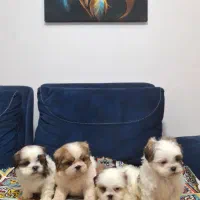 ت و له شیتزو سوپرفلت اصیل