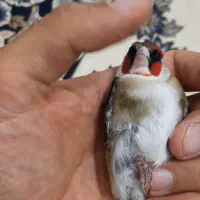 سهره چونه سفید