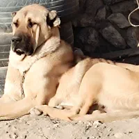 سگ سرابی خاص|سگ|شوط, |دیوار