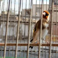 سهره جفتی مست