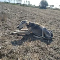 سگ تازی ماده دو ساله