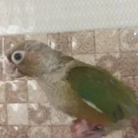 جوجه گرینچیک