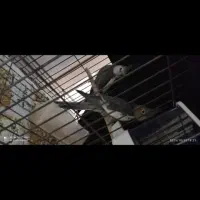 عروس هلندی|پرنده|بندرعباس, |دیوار