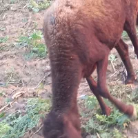 گوسفند شیشک آبستن توضیحات کامل نوشته شده است|حیوانات مزرعه|آزادشهر, |دیوار