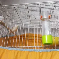 ساعت مچی پرنده وچاقوی بفروش می‌رسد