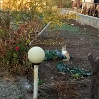 شیر گاو پرچرب مخصوص ماست