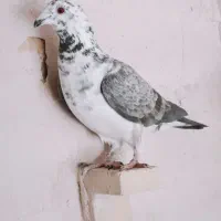 ماده بزک سینه سفید|پرنده|شیراز, شهرک ترکان|دیوار