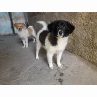 سگ پاه کوتاه واکسن شون هم زدیم بازی گوش و تیز