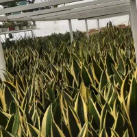 گل به قیمت عمده توضیحات حتما بخونید