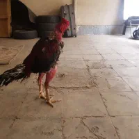 جوجه خروس لاری افغان|حیوانات مزرعه|کرج, دهقان ویلا|دیوار