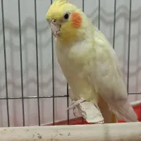 عروس هلندی ماده