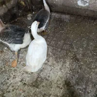 غاز عدد یک عدد ماده یکی نر