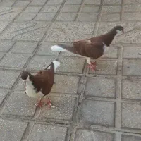 معاوضه بادوچرخه