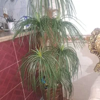 گل و گلدان مصنوعی