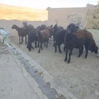 12راس بره ماده قزل افشار|حیوانات مزرعه|مهربان, |دیوار