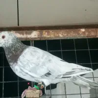 سار
