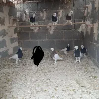 تعدای طوق سیاه درجه یک مشتری واقعی تماس|پرنده|داراب, |دیوار