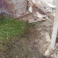 غاز|حیوانات مزرعه|آبدانان, |دیوار