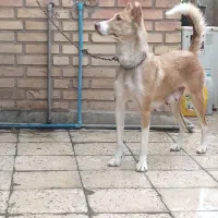 واگزاری سگ نگهبان