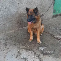 سگ ژرمن شپرد ۲ ساله|سگ|قزوین, |دیوار