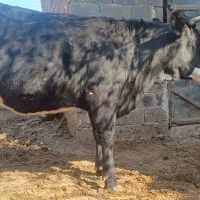 گاو تلیسه ابستن ۲راس|حیوانات مزرعه|دوزین, |دیوار